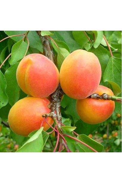 Абрикос Вондер Кот - помаранчеві плоди з червоним рум’янцем